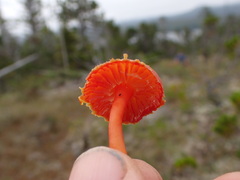 Hygrocybe