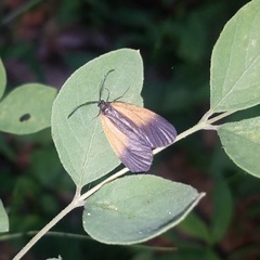 Pyromorpha dimidiata