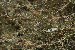 Atriplex portulacoides