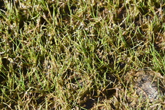 Eleocharis acicularis