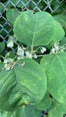 Reynoutria sachalinensis