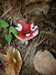 Russula mariae