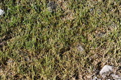 Eleocharis acicularis