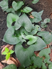 Viola