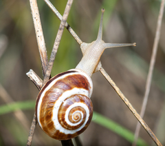 Pseudotachea splendida
