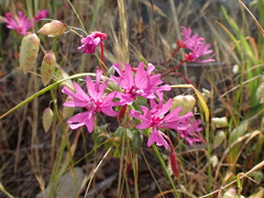 Clarkia concinna raichei