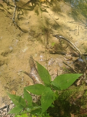 Persicaria virginiana