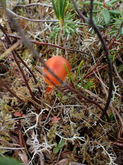 Hygrocybe