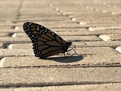 Danaus plexippus plexippus
