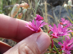 Clarkia concinna raichei