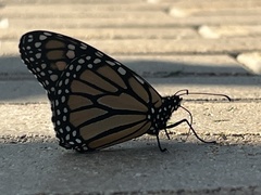 Danaus plexippus plexippus