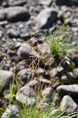 Deschampsia cespitosa