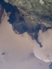 Ganoderma applanatum