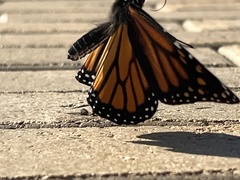 Danaus plexippus plexippus