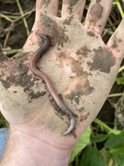 Lumbricus