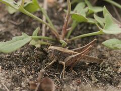 Platycleis albopunctata