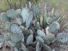 Opuntia macrocentra