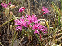 Clarkia concinna raichei