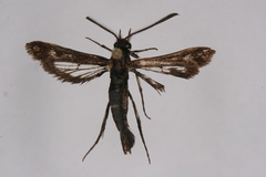 Carmenta infuscata