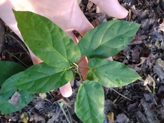 Endodeca serpentaria