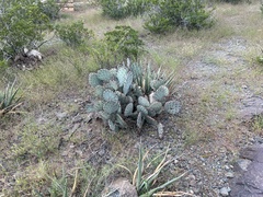 Opuntia macrocentra