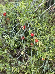 Ibervillea tenuisecta