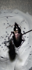 Poecilus lucublandus