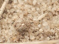 Rhinoncus pericarpius