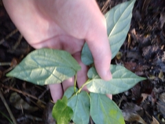 Endodeca serpentaria