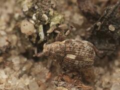 Rhinoncus pericarpius