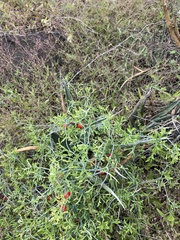 Ibervillea tenuisecta