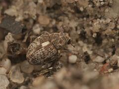 Rhinoncus pericarpius