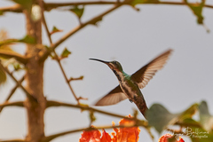 Anthracothorax prevostii