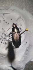 Poecilus lucublandus