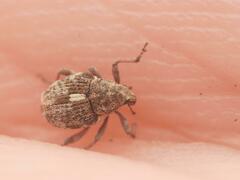 Rhinoncus pericarpius