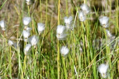 Eriophorum scheuchzeri