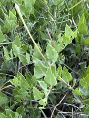 Acleisanthes longiflora