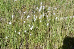 Eriophorum scheuchzeri