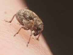 Rhinoncus pericarpius