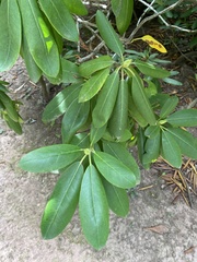 Rhododendron catawbiense