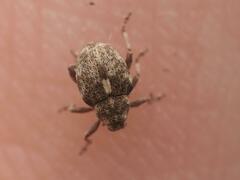 Rhinoncus pericarpius