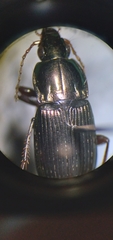 Poecilus lucublandus