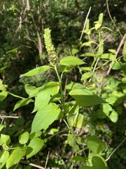 Agastache nepetoides