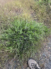 Acleisanthes longiflora