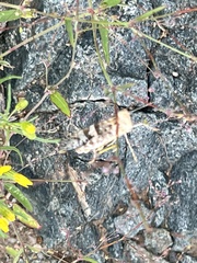 Trimerotropis pallidipennis