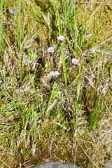 Erigeron acris