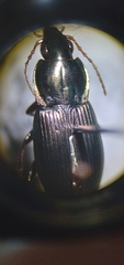 Poecilus lucublandus