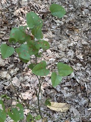Smilax