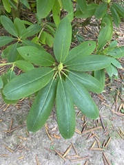 Rhododendron catawbiense