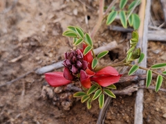 Indigofera alternans